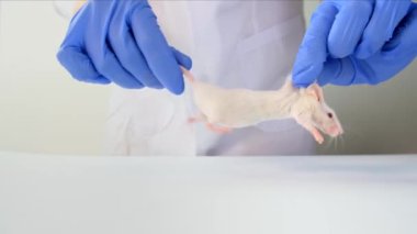 Mavi eldivenli bir bilim adamı beyaz abino labaratuar faresini kuyruğundan tutarak bir deney ve test aşısı yapıyor..