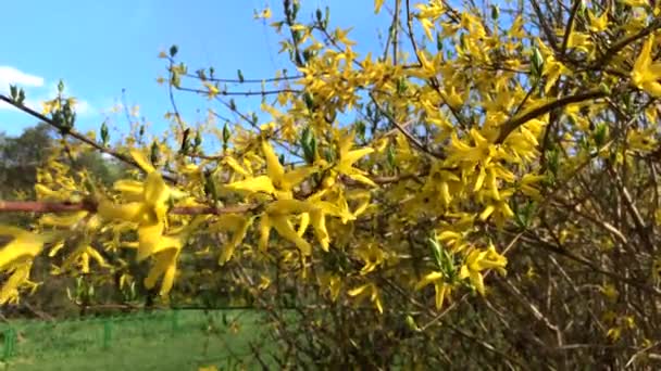 春に黄色い花を咲かせます ゴールデンベル ボーダーフォーシシアフォーシシアXインターメディア ヨーロッパの美しい低木 — ストック動画