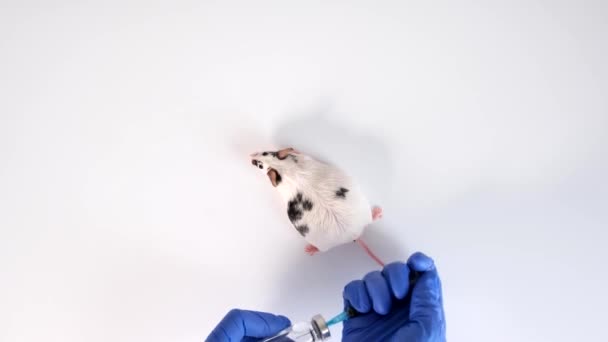 Scientist Going Make Injection Vaccine Lab Laboratory Mouse Animal Experiments — Stock Video