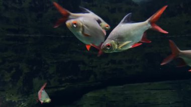 Güzel kırmızı yüzgeçli teneke barbus, Barbonymus schwanenfeldii akvaryumda yüzüyor.