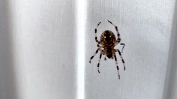 Μια Αράχνη Αιωρείται Στον Ιστό Και Κουνάει Πόδια Της — Αρχείο Βίντεο