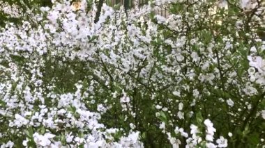 İlkbaharda çiçek açan kiraz ağaçları, frenlerde narin beyaz çiçekler, baharda bahçeler ve parklar..