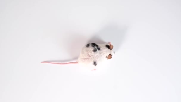 A scientist going to make the injection of vaccine to a lab laboratory mouse, animal experiments, testing drugs on mammals — Stock Video