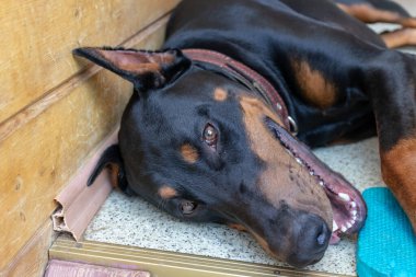 Büyük siyah ve tan kesilmiş doberman pinscher kesilmiş kulakları katta yatan ve kamera bakarak.