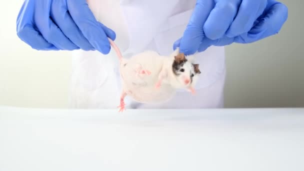 A scientist in blue gloves holding fat white and black spotted lab laboratory mouse by tail and scruff, in order to conduct an experiment and test vaccine — Stock Video
