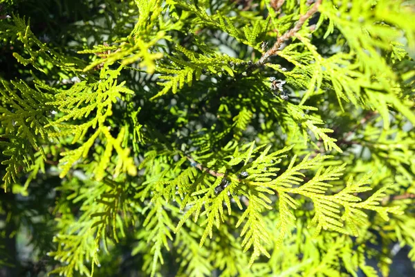 トゥヤOcidentalisの緑の小枝が閉じて 常緑のヘッジ 夏の太陽の下でのヘッジ背景 ストック写真