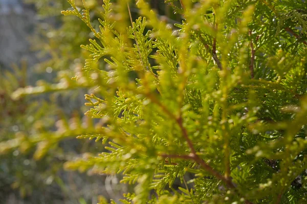 トゥヤOcidentalisの緑の小枝を閉じて 常緑のヘッジ ハリネズミの背景 — ストック写真