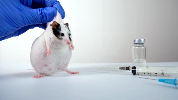 Ein Wissenschaftler in blauen Handschuhen hält fett weiß und schwarz gefleckte Labormaus für Labormaus, um im Hintergrund ein Experiment durchzuführen und Impfstoff, Ampulle, Fläschchen und Spritze zu testen — Stockvideo