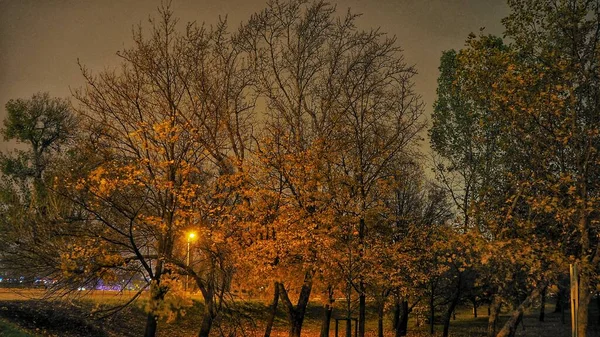 Árboles Bratislava Eslovaquia Cerca Del Puente Snp Disparo Medio Noche — Foto de Stock