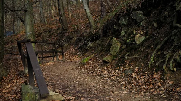 Sentiero Solitario Della Foresta Autunno Può Facilmente Perdersi — Foto Stock