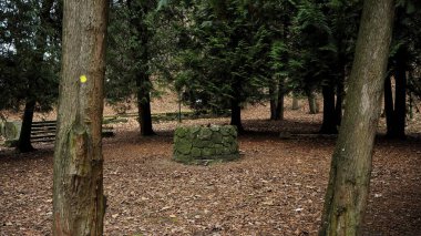 Küçük Karpaty 'de ormanın ortasında..