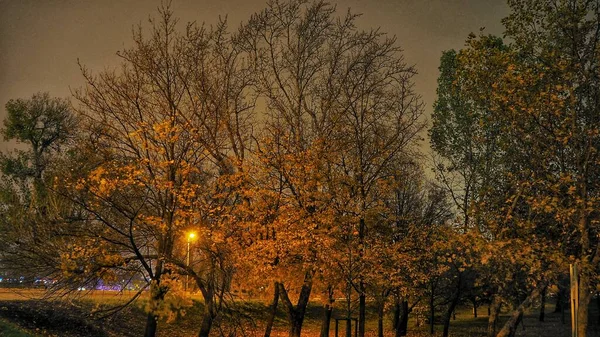 Ночной Парк Братиславе Осенние Деревья — стоковое фото