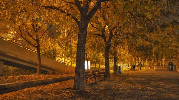 Trees on the square at the night. Bratislava near SNP bridge.