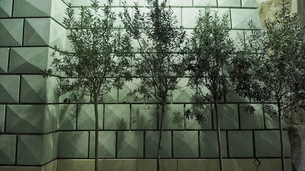Symetrische Quadratische Hintergrundfassade Mit Baum Stockbild