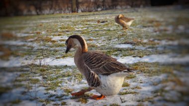 Slovak kaz kışın çiftlikte.