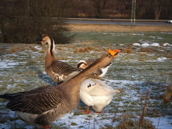 Slovak Goose Hiss People Farm Winter — Stock Photo, Image