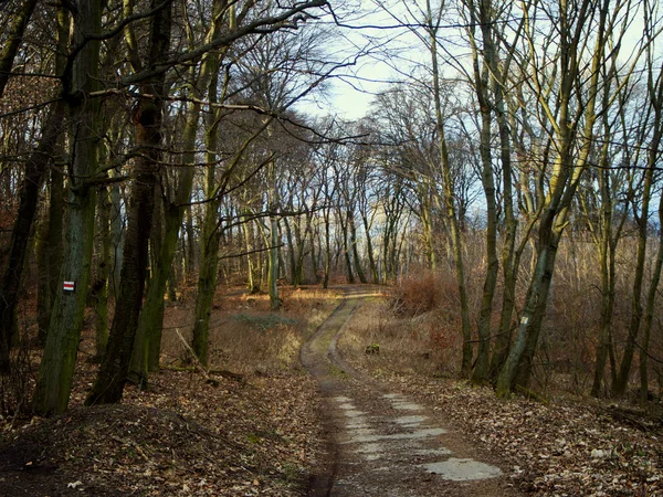 Doğanın Ortasında Orman Bekçileri Için Kirli Bir Yol — Stok fotoğraf