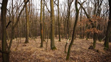 Sonbaharda kahverengi ve sarı orman.