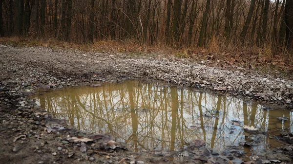 Riflesso Della Foresta Nella Pozzanghera Autunno — Foto Stock