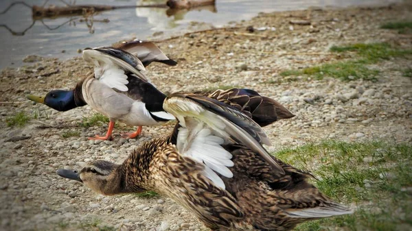 Dişi Yaban Ördeği Anas Platyrhynchos Erkek Ördek Göl Kenarında Birlikte — Stok fotoğraf