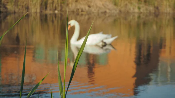 春天的时候 天鹅绒色 在湖上游泳 — 图库照片