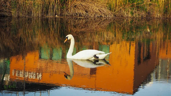 Hermoso Cisne Blanco Nadar Lago Primavera — Foto de Stock