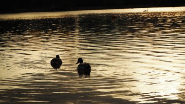Gün batımında gölde yüzen iki yaban ördeği..