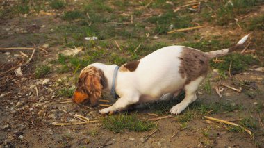 Kahverengi ve beyaz melez göl kenarında poz veriyor..