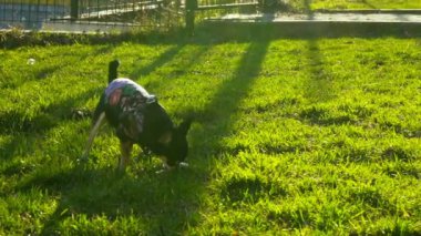 küçük köpek bir sopa ile oynarken yavaş 120 fps hareket