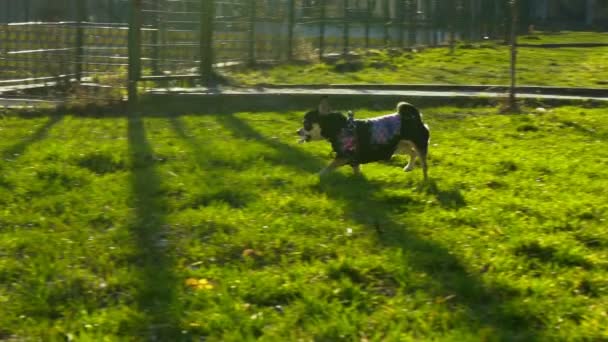 Küçük köpek bir sopa ile oynarken yavaş 120 fps hareket — Stok video