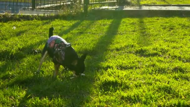 Lilla hund leker med en pinne, långsam rörelse 120 fps — Stockvideo