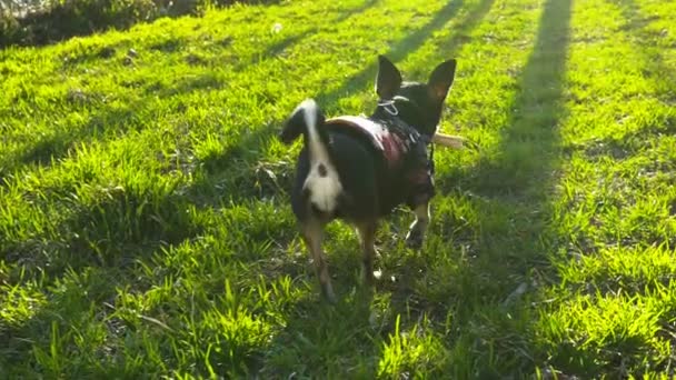 Pequeño perro jugando con un palo, cámara lenta 120 fps — Vídeo de stock