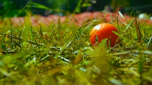 One Tomato In A Green Grass — Stock Video