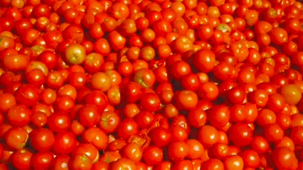 신선한 토마토 추수입니다. 많은 빨간 토마토 — 비디오