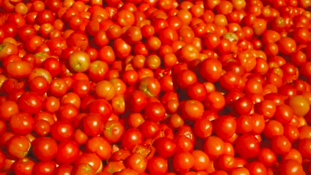 Свежий урожай помидоров. много красных помидоров — стоковое видео