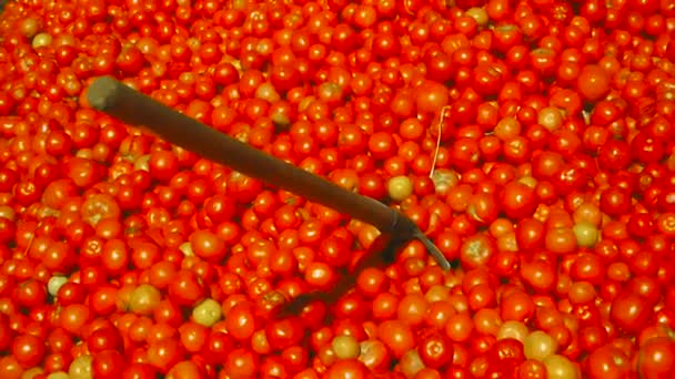 Uma mão de homem leva uma pá doméstica saindo de debaixo de uma pilha de tomates — Vídeo de Stock