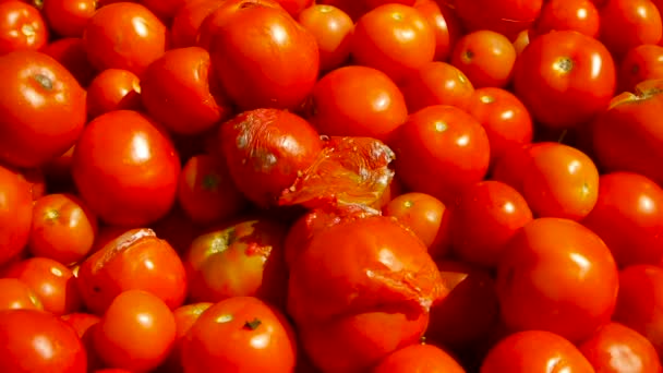 Гнилые помидоры среди хороших крупным планом — стоковое видео