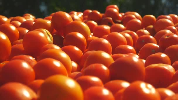 Verse tomaten oogst. veel rode tomaten — Stockvideo