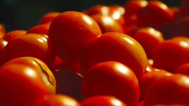 Συγκομιδή φρέσκιας ντομάτας. πολλές κόκκινες ντομάτες — Αρχείο Βίντεο