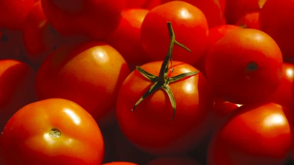 Taze domates hasat. pek çok kırmızı domates — Stok video
