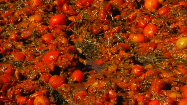 Измельченные помидоры, крупный план, Фестиваль помидоров — стоковое видео
