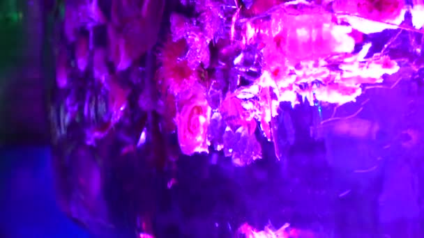 Замороженные цветы, ледяные цветы, цветочные букеты, запертые в блоках льда — стоковое видео