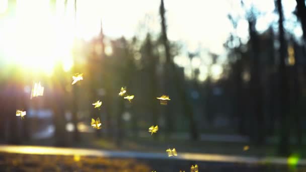 Μικρές σκνίπες μύγα στο πάρκο στις ακτίνες του ήλιου ρύθμιση, σμήνος από σκνίπες βούισμα στο πάρκο, ένα σμήνος από κουνούπια πετούν στο πάρκο — Αρχείο Βίντεο