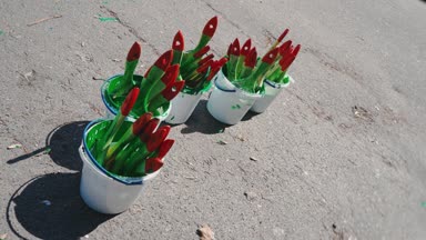 Beyaz plastik kovalar boyamak için kullanılan fırçalar bir sürü