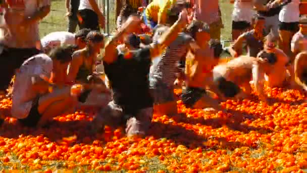 Een slag van tomaten, mensen zijn het gooien van tomaten — Stockvideo