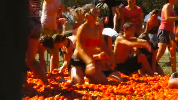 Een slag van tomaten, mensen zijn het gooien van tomaten — Stockvideo