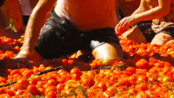 Een slag van tomaten, mensen zijn het gooien van tomaten — Stockvideo