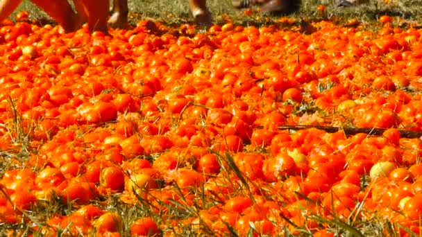 Uma batalha de tomates, as pessoas estão jogando tomates — Vídeo de Stock