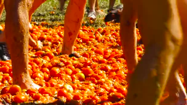 Een slag van tomaten, mensen zijn het gooien van tomaten — Stockvideo