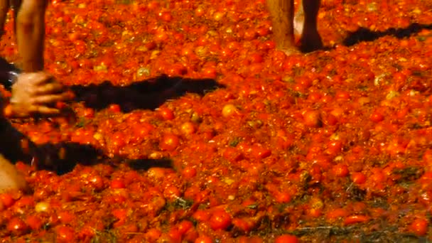 En strid av tomater, folk kastar tomater — Stockvideo